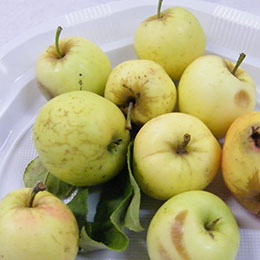 Macieira para sidra Petit Jaune